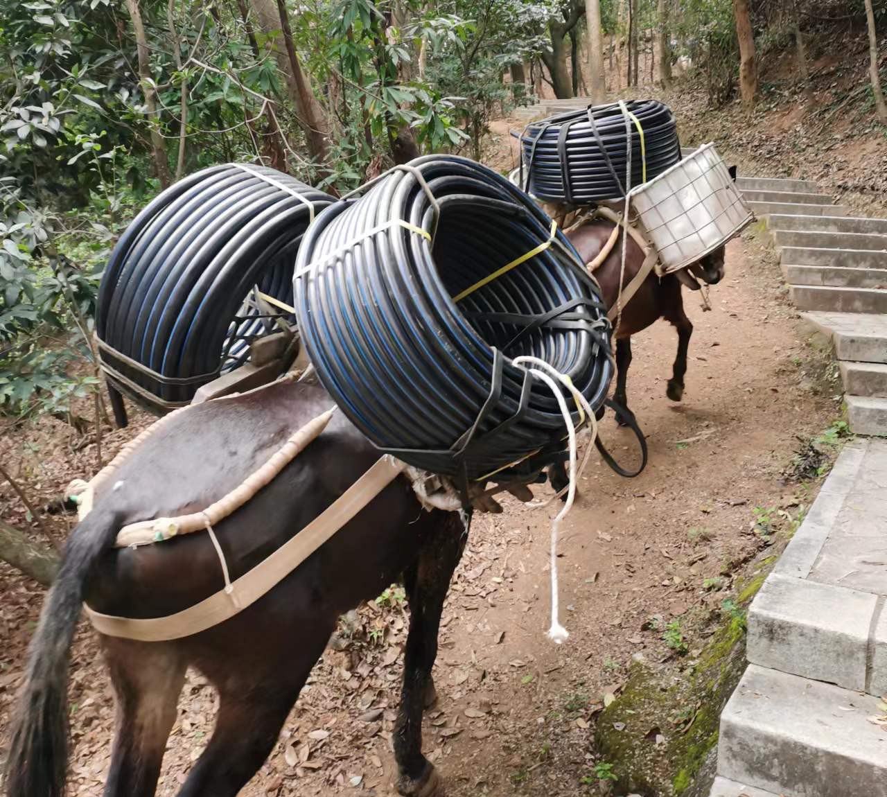 金平区马帮运输