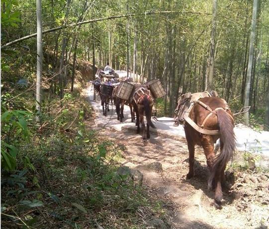 金平区马帮运输电话