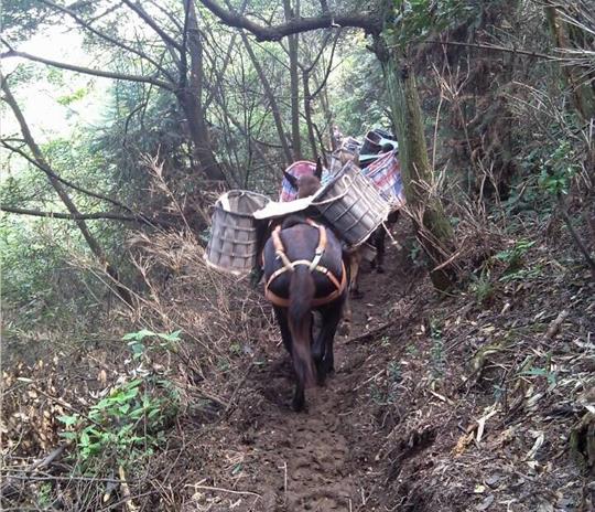 金平区马帮运输公司