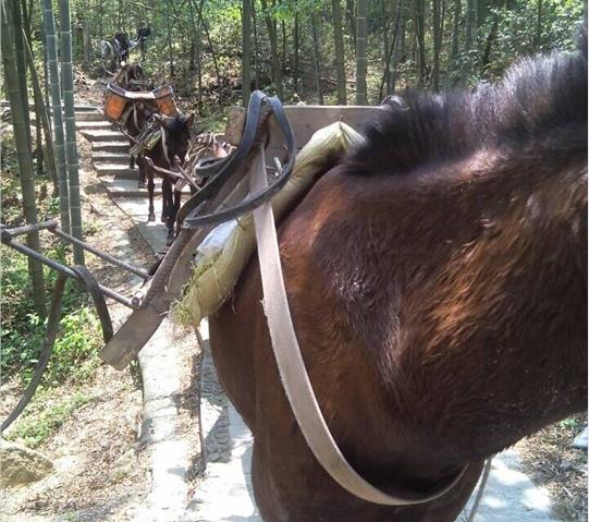 金平区骡马队运输