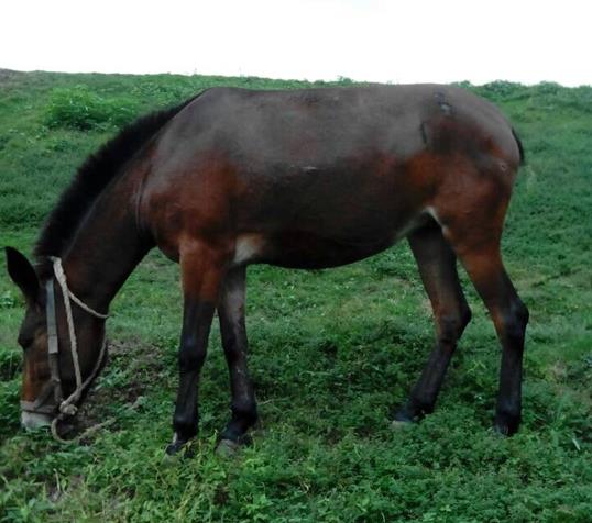 金平区骡马搬运
