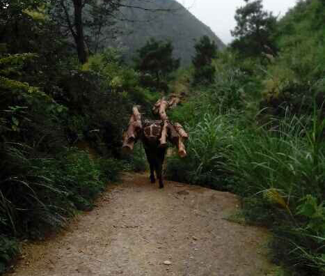 金平区骡马运输