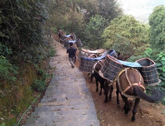 金平区骡马运输电话