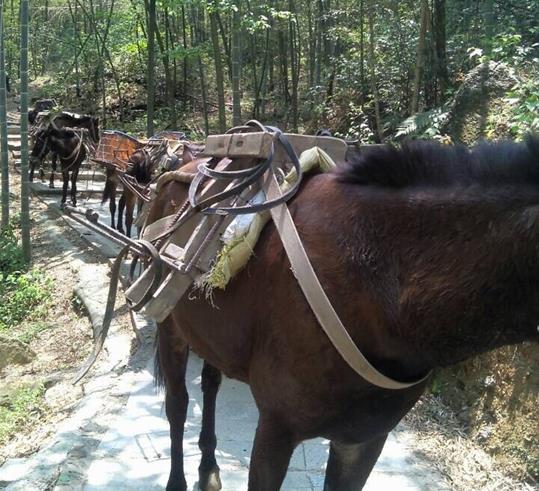 金平区山路骡马运输