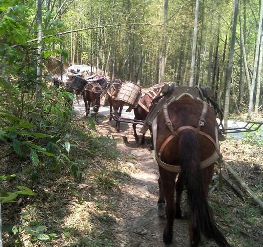 金平区骡马运输公司