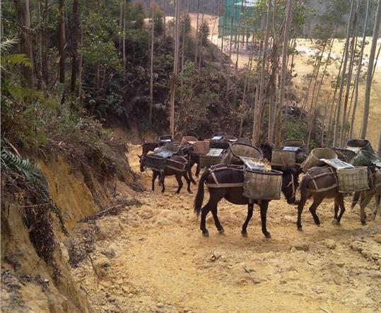 金平区马帮山路运输