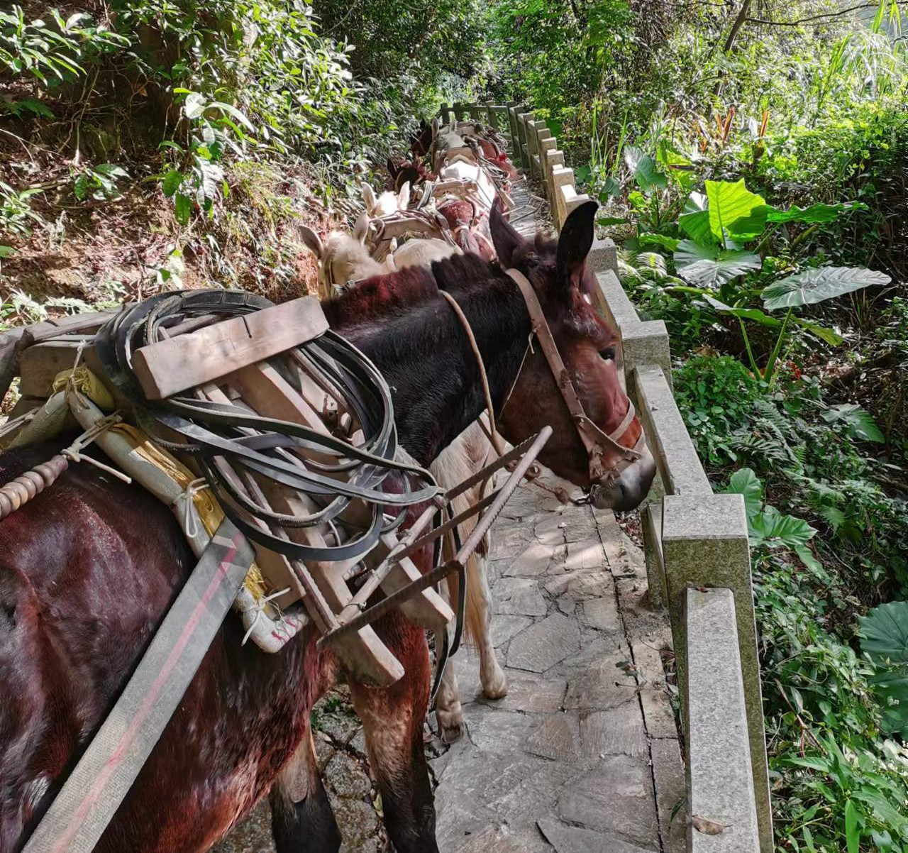 金平区马队运输