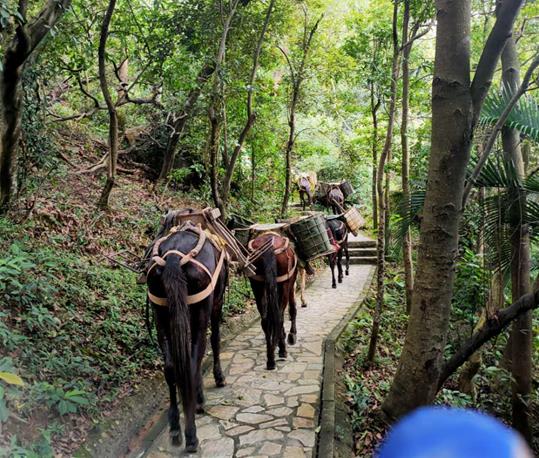 金平区马队运输电话