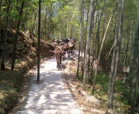 金平区马队运输公司