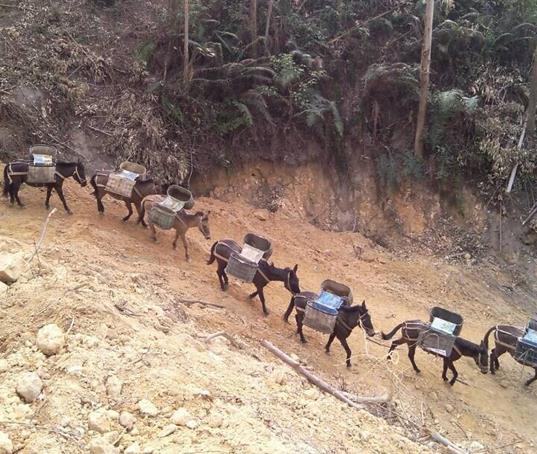 金平区山路马帮运输