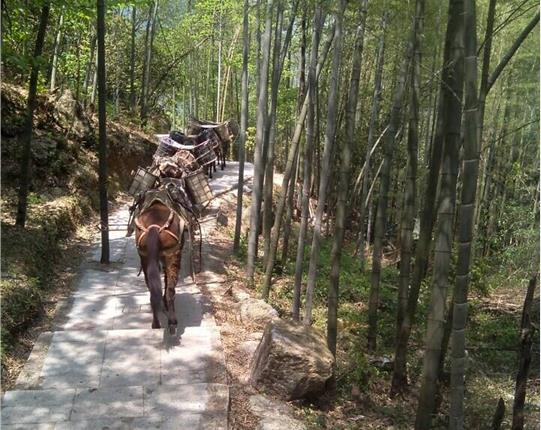 金平区山区骡马运输