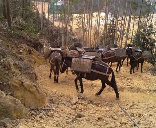 金平区山区马队运输